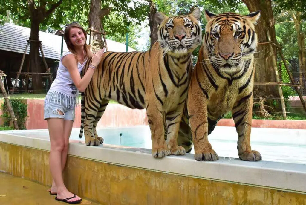 Tiger Kingdom